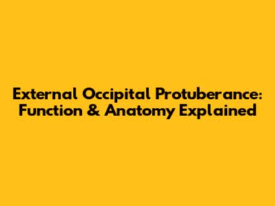External Occipital Protuberance: Function & Anatomy Explained