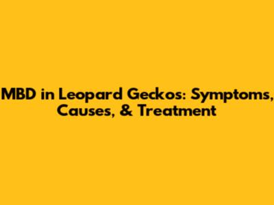 MBD in Leopard Geckos: Symptoms, Causes, & Treatment