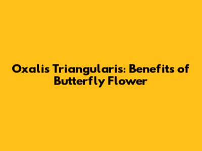 Oxalis Triangularis: Benefits of Butterfly Flower