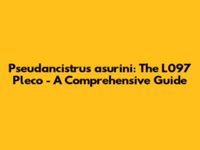 Pseudancistrus asurini: The L097 Pleco - A Comprehensive Guide